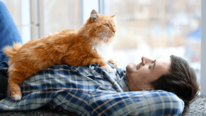 orange-cat-lies-on-man's-chest